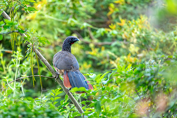 Image showing Colombian chachalaca (Ortalis columbiana), Barichara, Santander department. Wildlife and birdwatching in Colombia.