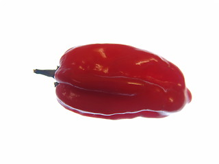 Image showing Red Chilli