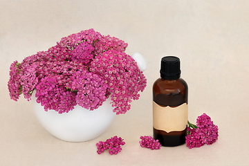 Image showing Achillea Yarrow Herb Flowers for Herbal Medicine 