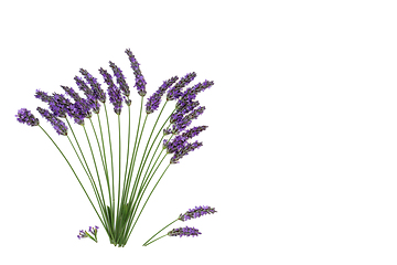 Image showing Lavender Flower Herb Abstract Floral Design