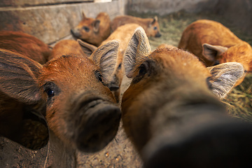 Image showing Close up of curious piglets