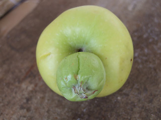 Image showing mutant apple