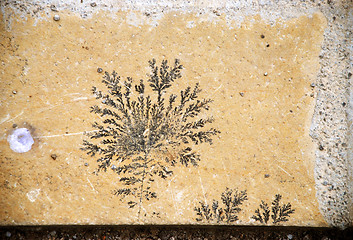 Image showing fossilized leaves on stone