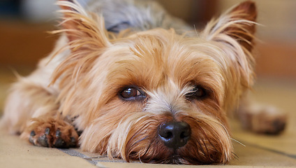 Image showing Dog, ground and home with Yorkshire Terrier, relax and pet with face and calm behaviour. Fur, rescue puppy and animal ready for a rest with comfort in a new house with care and loyal yorkie on floor