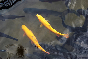Image showing Two yellow trouts