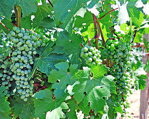 Image showing vine and grapes background