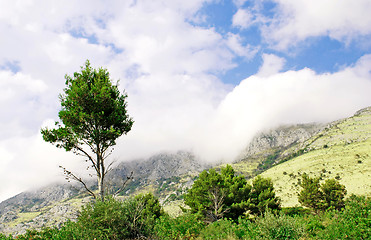 Image showing Mountain fog and single tree