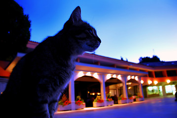 Image showing Cat in blue early morning