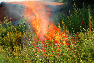 Image showing Fire in green grass