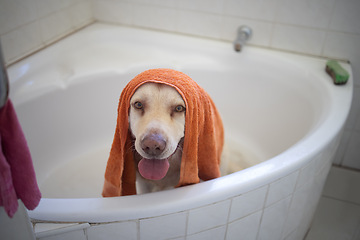 Image showing Portrait, dog and cleaning in bathroom in home for wellness, hygiene or health of animal in towel. Pet, face and wash labrador retriever in bathtub water for grooming hair or care of cute canine