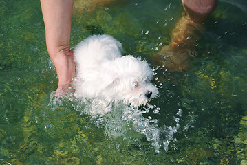 Image showing Little dog swimming