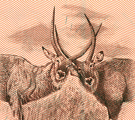 Image showing Two antelope 