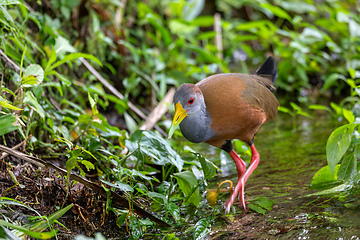 Image showing Grey-cowled wood rail or grey-necked wood rail (Aramides cajaneus). La Fortuna, Wildlife and birdwatching in Costa Rica.