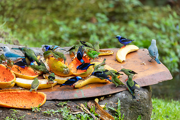 Image showing Birds on bird feeder in La Fortuna Costa Rica