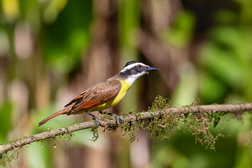 Image showing Great kiskadee, Pitangus sulphuratus, La Fortuna, Volcano Arenal, Costa Rica Wildlife