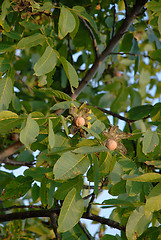 Image showing Ripe walnut on tree