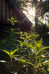 Image showing An old wooden cottage in the morning sun