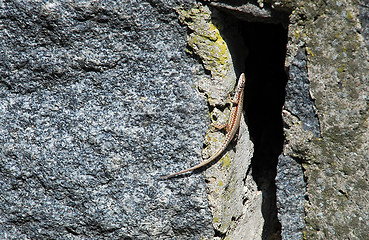 Image showing lizard on stone