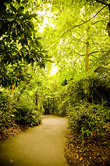 Image showing Forest Trail