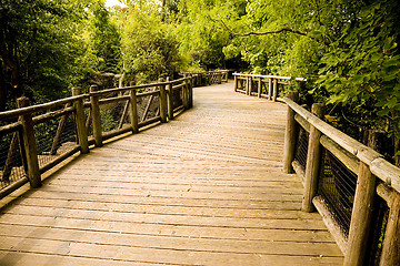 Image showing Forest Trail