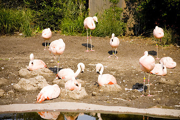 Image showing Pink Flamingos