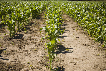 Image showing Rows of Corn