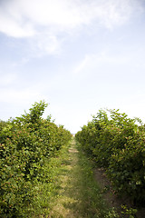 Image showing U Pick Berry Farm