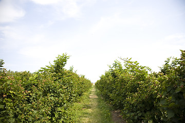 Image showing U Pick Berry Farm