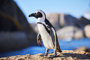 Image showing African penguin, beach or nature with environment, summer or landscape with aquatic flightless birds. Seaside, ocean or animal with ecology, habitat or conservation for endangered species or wildlife