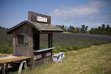 Image showing Lavender Farm