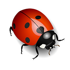 Image showing Ladybug