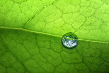 Image showing  leaf with drops of water