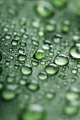 Image showing  leaf with drops of water