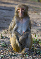 Image showing Wild Monkey