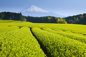 Image showing Green tea fields