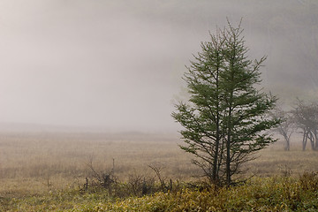 Image showing Pine Trees in Meadow