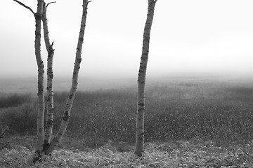 Image showing Black and white Birch Trees