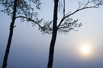 Image showing Two Trees with Sun