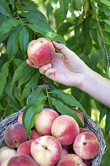 Image showing Peaches harvest