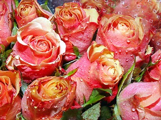 Image showing roses