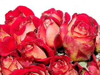 Image showing red roses