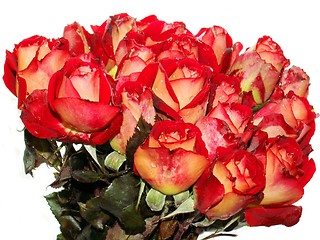 Image showing roses