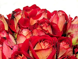 Image showing red roses