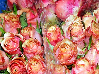 Image showing roses