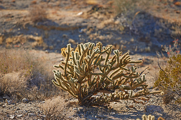 Image showing Cactus, plant and desert in California National park for summer, nature and environment. Adaptation, harvest and succulent in mountain for forage, sustainability and living organism for ecology