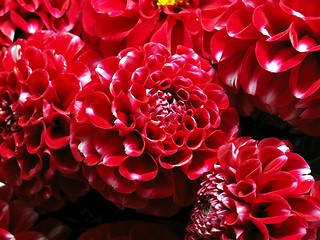 Image showing red dahlias