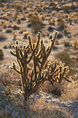 Image showing Cactus, plant and desert in California National park for summer, nature and living organism for ecology. Adaptation, harvest and succulent in mountain for forage, sustainability and environment