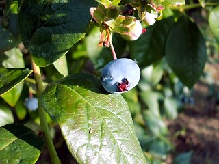Image showing bilberry