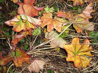 Image showing Leafs