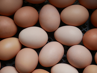 Image showing Chicken eggs of various color, hues and structure raw gourmet pr